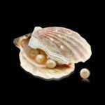 Open scallop shell containing several round pearls and one pearl beside it on a black background.