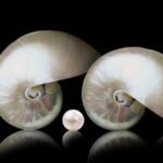 Understanding 'Cast Pearls Before Swine'