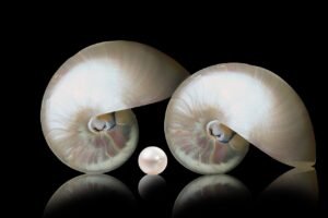 Two nautilus shells positioned symmetrically with a single pearl placed in between them, showcasing their smooth, iridescent surfaces.
